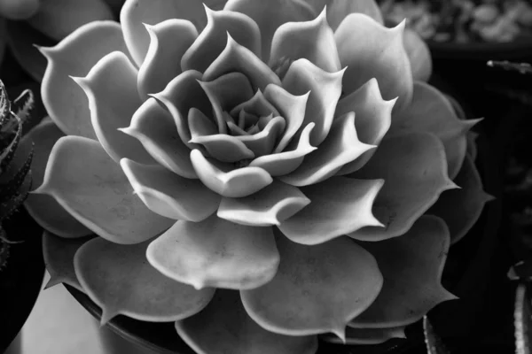 Zwart-wit sappige rozet, bovenaanzicht. Grote echeveria bloem in pot voor poster, kalender, post, screensaver, behang, kaart, banner, cover, kopieer ruimte voor uw ontwerp of tekst. Foto — Stockfoto