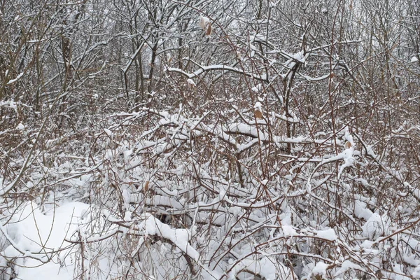 Arbustos cobertos de neve. Linda paisagem de inverno. Arbustos de inverno imagem com flocos de neve para cartaz, calendário, post, protetor de tela, papel de parede, cartão postal, cartão, banner, capa, cabeçalho — Fotografia de Stock