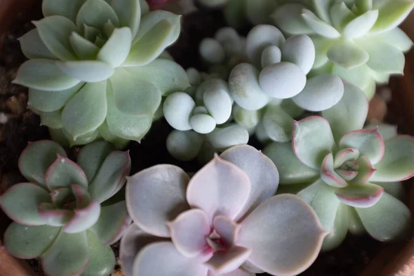 Rosetas Suculentas Vista Superior Composição Variedades Coloridas Plantas Echeveria Sedum — Fotografia de Stock