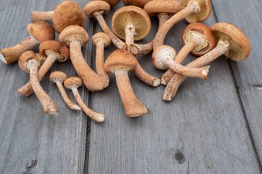 Ahşap masa arka planında bir grup taze mantar, konsept ve hala kırsal yemek fikri. Yayınlamak için çiğ mantar, poster, ekran koruyucu, duvar kağıdı, kartpostal, afiş, kapak, post. Yüksek kaliteli fotoğrafçılık