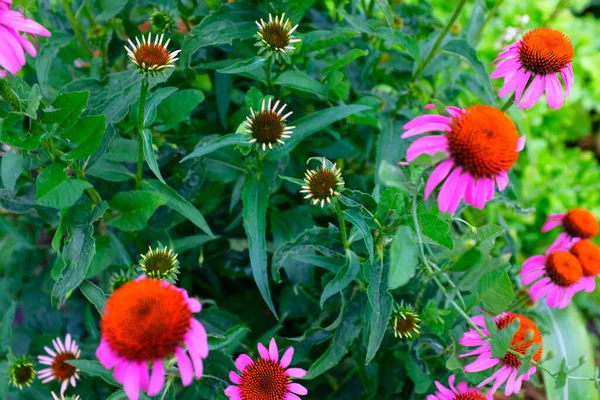 緑の葉を背景にピンク色のエキナセアの花を咲かせます ポスター ブランディング カレンダー 多色カード バナー カバー ポスト ウェブサイトのヘッダーのためのエキナセア純度 高品質の写真 — ストック写真