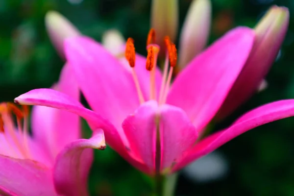 Яркие Пурпурные Лилии Цветы Размытом Фоне Зеленой Листвы Избирательный Фокус — стоковое фото