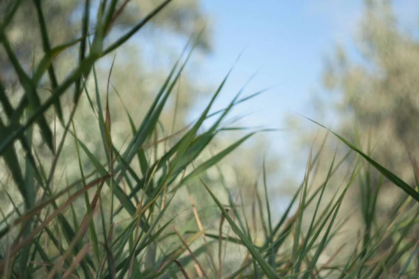 Marram Grass Blue Sky Background Dune Grass Waving Wind Sun — Stock Photo, Image