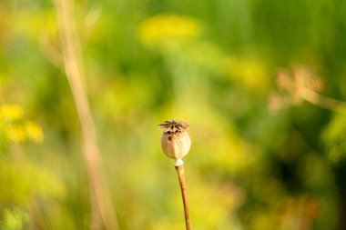 Bulanık yeşil arka planda tek bir olgun afyon gelinciği. Papaveraceae familyasından çiçek açan bitkiler. Poster, takvim, gönderi, ekran koruyucu, duvar kağıdı, kartpostal, pankart, kapak, web sitesi için haşhaş bitkisi resmi. Yüksek kaliteli ph