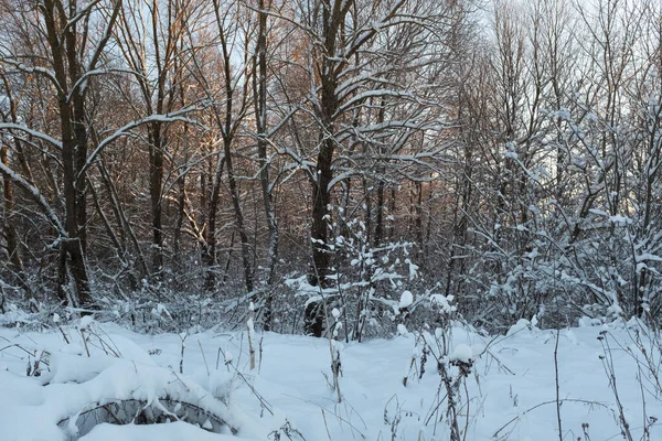 Paisaje Forestal Invernal Árboles Cubiertos Nieve Bosque Invierno Atardecer Fondo —  Fotos de Stock