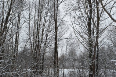 Kar kış manzarası. Kış ormanında karla kaplı ağaçlar. Kış ağaçları arka planda gri gökyüzü. Poster, takvim, gönderi, ekran koruyucu, duvar kağıdı, kartpostal, kart, afiş, kapak, site başlığı. Yüksek kalite fotoğraf