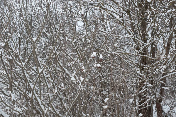 Schöne Schneebedeckte Büsche Winterlandschaft Winterbild Mit Schneeflocken Für Poster Kalender — Stockfoto