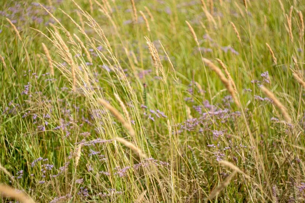 Campo Grama Acenando Vento Direita Para Esquerda Foco Seletivo Textura — Fotografia de Stock