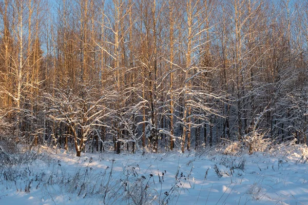 Zimowy Krajobraz Lasu Słoneczny Dzień Ośnieżone Drzewa Zimowym Lesie Zimowe — Zdjęcie stockowe