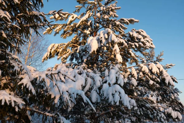 Snow Covered Christmas Trees Sunny Day Beautiful Winter Landscape Picture — Fotografia de Stock