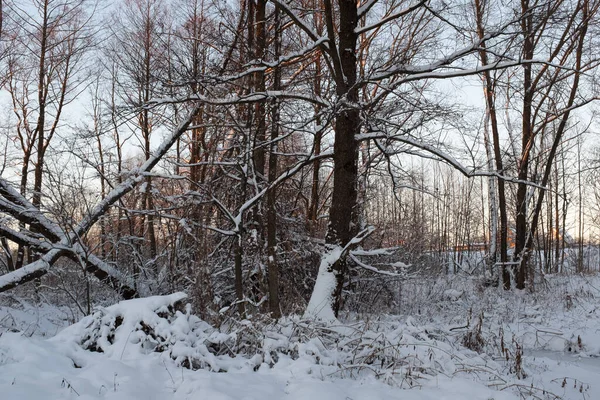 Paisaje Del Bosque Invierno Atardecer Árboles Cubiertos Nieve Bosque Invierno —  Fotos de Stock