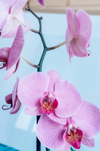 Różowe kwiaty storczyki na błękitnym tle nieba, zbliżenie. Kwiat falaenopsis roślin na plakat, kalendarz, plakat, wygaszacz ekranu, tapety, pocztówka, baner, pokrywa — Zdjęcie stockowe