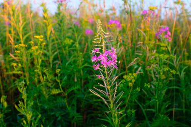 Yeşil bitkilerin ve mavi gökyüzünün arkaplanındaki yaban mersini çiçeğinin seçici odağı. Fireweed 'in güzel pembe çiçekleri. Latince adı Chamaenerion angustifolium.