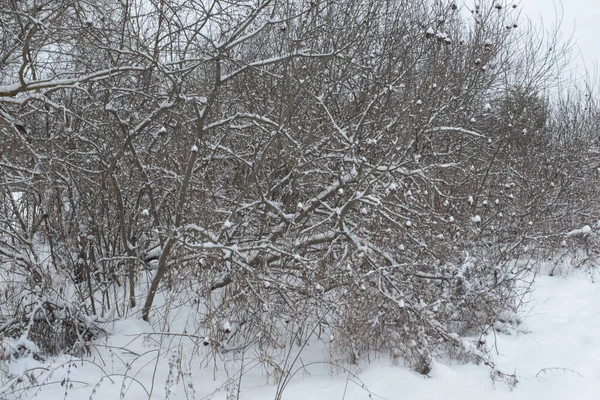 Arbustos cubiertos de nieve y árboles en el bosque de invierno. Hermoso paisaje de invierno. Arbustos de invierno y árboles con copos de nieve para póster, calendario, post, protector de pantalla, papel pintado, postal, tarjeta, pancarta —  Fotos de Stock