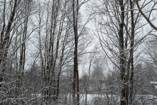 Paisagem de Inverno. árvores cobertas de neve na floresta de inverno. Árvores de inverno fundo céu cinza. Fundo de inverno para cartaz, calendário, post, protetor de tela, papel de parede, cartão postal, banner, capa — Fotografia de Stock