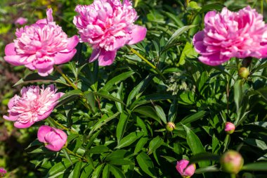 Güneşli bir günde yaz bahçesinde pembe şakayık tomurcukları, seçici bir odak noktası. Tatil için tebrik ederim. Doğal çiçek geçmişi var. Çalı üzerinde büyüyen şakayıklar yakın mesafeden çekiliyor..