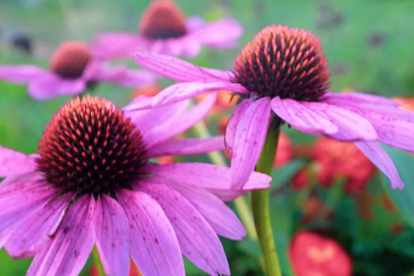 Pink echinacea flowers with petals blooming on a green backdrop. Echinacea purpurea plant for poster, branding, calendar, multicolor card, banner, cover, post, website. High quality photo — Stockfoto