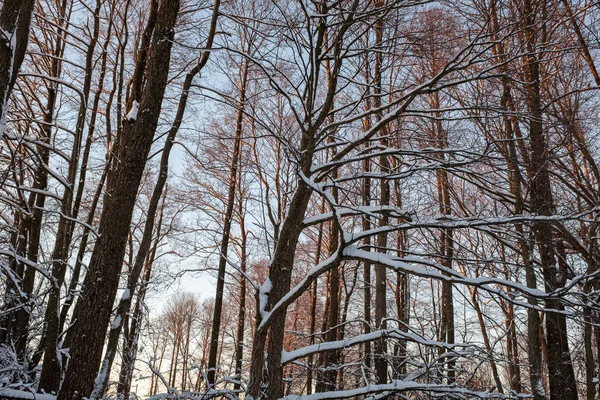 Winter forest landscape on sunset. Snow-covered trees in the winter forest. Winter trees backgrounded gray sky. Winter background for poster, calendar, post, screensaver, wallpaper, postcard, banner — Stock Photo, Image