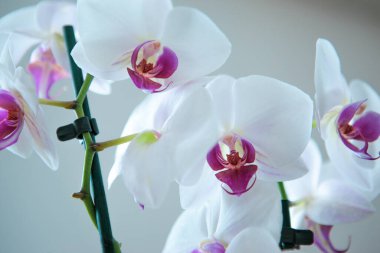 Açık gri arka planda beyaz yapraklı ve pembe dudaklı orkide, yaklaş. Yayın, tasarım, poster, takvim, post, ekran koruyucu, duvar kağıdı, kartpostal, pankart, kapak için orkide penisi