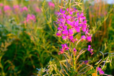 Çayırdaki yosun çiçekleri, yakın plan. Yayın, tasarım, poster, takvim, post, ekran koruyucu, duvar kağıdı, kartpostal, pankart, kapak, web sitesi için Fireweed 'in güzel pembe çiçekleri