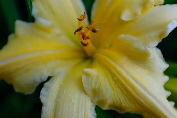 Flor de lírio amarelo claro, de perto. Estames macro-castanho-alaranjados e pistil. Lírio amarelo florescendo crescendo para publicação, design, cartaz, calendário, post, protetor de tela, papel de parede, cartão, banner, capa — Fotografia de Stock