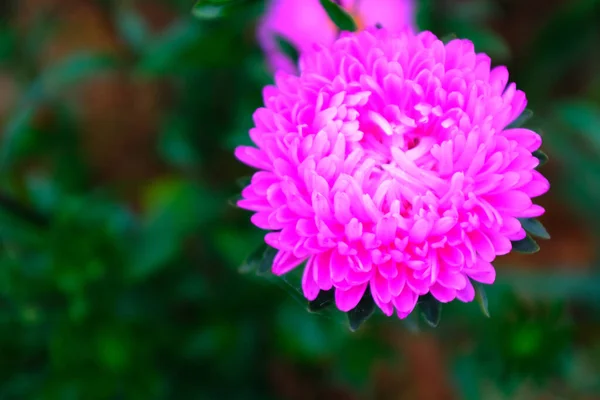 Bright aster on a dark green background of foliage on the right, close-up. Congratulation on the holiday. Pink flower bud. Aster bud for poster, calendar, post, screensaver, wallpaper, card, banner — 스톡 사진