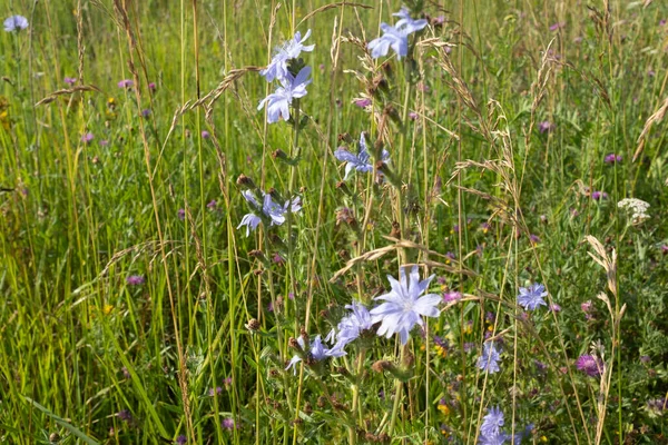 Lilac flowers of chicory on the green field. Latin name Cichorium intybus. Chicory blooms in the summer meadow for publication, poster, screensaver, wallpaper, postcard, banner, cover, post — Stock Photo, Image