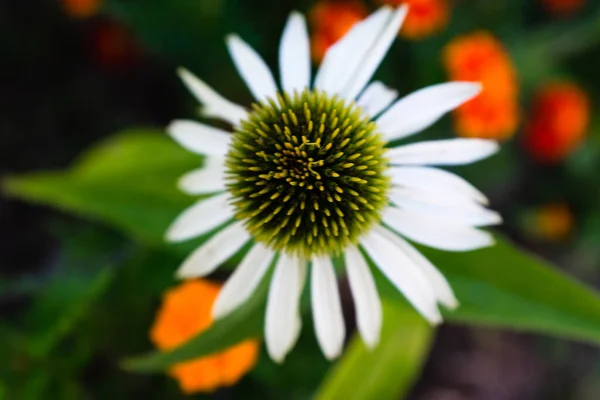 Weiße Echinacea-Blume mit Blütenblättern, die vor grünem Hintergrund blühen. Große weiße Echinacea für Poster, Branding, Kalender, mehrfarbige Karte, Banner, Cover, Post, Website. Hochwertiges Foto — Stockfoto