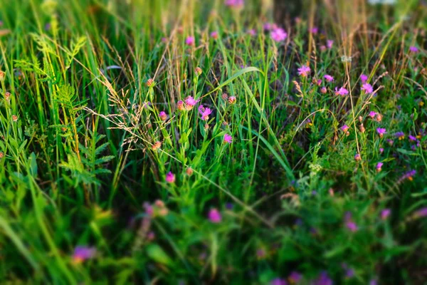 Summer meadow, selective focus. Colorful field for design or project. Summer meadowland background for poster, calendar, post, screensaver, wallpaper, postcard, card, banner, cover, website — Stock Photo, Image