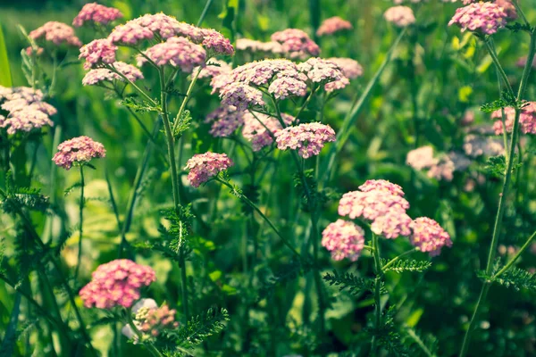 Yarrow flowers on summer meadow, selective focus. A bloom yarrow meadowland for publication, poster, calendar, post, screensaver, wallpaper, postcard, card, banner, cover, website — Stockfoto