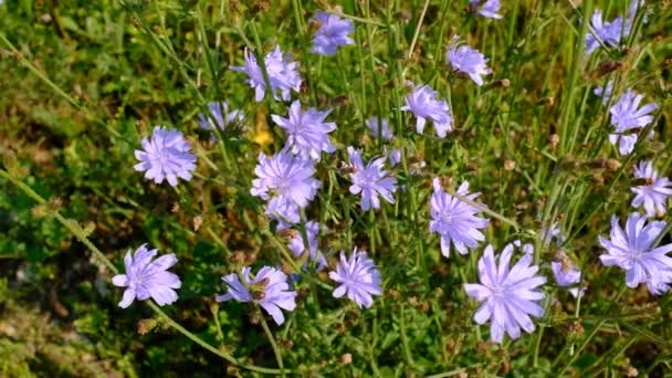Kwiaty dzikiej cykorii endive wśród trawy łąkowej. Kwitnąca cykoria kołysząca się na wietrze. Dzikie łąki kwiatowe. Niebieskie i fioletowe kwiaty. Niebieskie kwiaty na naturalnym tle. Wysokiej jakości nagrania HD — Wideo stockowe
