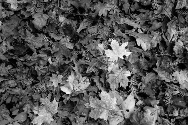Őszi levelek, vízszintes fotó. Fekete-fehér bukott levelek kiadásra, képernyővédő, tapéta, képeslap, poszter, banner, borító, cím egy honlapon. Művészet kiváló minőségű fotózás — Stock Fotó