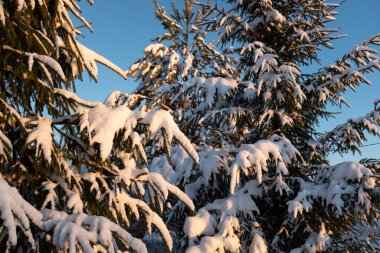 Güneşli bir günde karla kaplı Noel ağaçları. Güzel kış manzarası. Poster, takvim, gönderi, ekran koruyucu, duvar kağıdı, kartpostal, afiş, kapak, web sitesi için kış köknar ağacı resmi