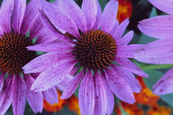 花弁で梅紫色のエキナセアの花を咲かせます。ブランディング、カレンダー、カード、バナー、カバー、ポスター、ポスト、ウェブサイトのための大規模なエキナセア純粋な花。高品質の写真 — ストック写真