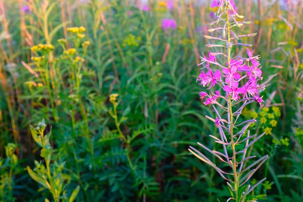 Fireweed flowers on the meadow, close-up. Beautiful magenta flowers of Fireweed for publication, design, poster, calendar, post, screensaver, wallpaper, postcard, card, banner, cover, website — стоковое фото