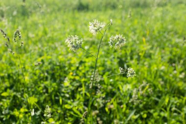 Yeşil çayır, yakın plan. Tasarım ya da proje için doğal çim alanı arka planı. Yaz çayır dokusu. Yayınlama, poster, ekran koruyucu, duvar kağıdı, kartpostal, afiş, kapak, post