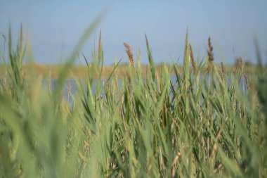 Arka planda mavi gökyüzü olan çimenler. Kum çimleri güneş ışığında rüzgarda sallanıyor. Otlar sessizce rüzgarda eğiliyor. Marka, takvim, kart, afiş ve kapak için arka plan olarak plaj çimenleri