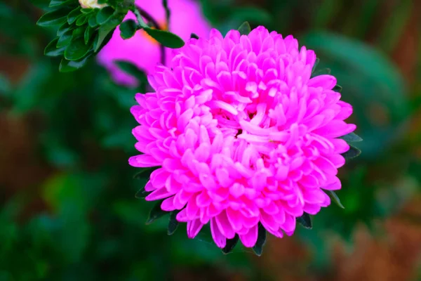 Bright aster on a dark green background of foliage on the right, close-up. Congratulation on the holiday. Pink flower bud. Aster bud for poster, calendar, post, screensaver, wallpaper, card, banner — Stockfoto