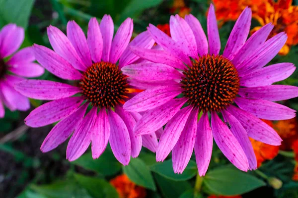 Blooming bright pink echinacea flowers with petals. Large echinacea purpurea flowers for branding, calendar, card, banner, cover, poster, post, website. High quality photography — 스톡 사진