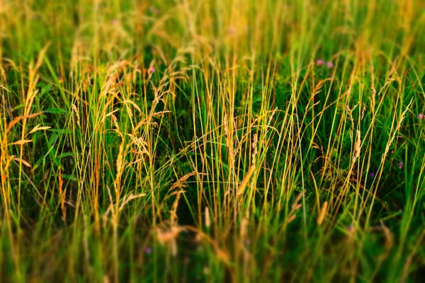 Pradera de verano, enfoque selectivo. Fondo de campo de césped natural para el diseño o proyecto, vista superior. Textura de pradera de verano. Foto de alta calidad —  Fotos de Stock