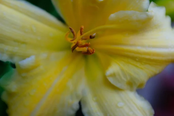 Light yellow lily flower, close up. Macro brown-orange stamens and pistil. Blooming yellow lily growing for publication, design, poster, calendar, post, screensaver, wallpaper, card, banner, cover — Fotografia de Stock