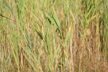 Güneşli bir günde çimlerin arka planı. Kum çimleri güneş ışığında rüzgarda sallanıyor. Markalaşma, takvim, çok renkli kart, pankart, kapak, web sitesi