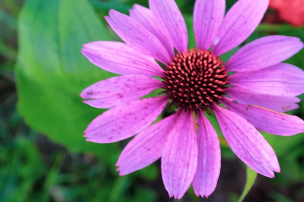 Pink echinacea flower with petals blooming on a green backdrop. Large echinacea purpurea for poster, branding, calendar, multicolor card, banner, cover, post, website. High quality photo — Stockfoto