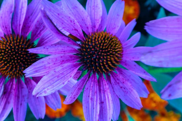 Violet echinacea flowers with petals blooming. Beautiful echinacea for poster, branding, calendar, multicolor card, banner, cover, post, website. High quality photo