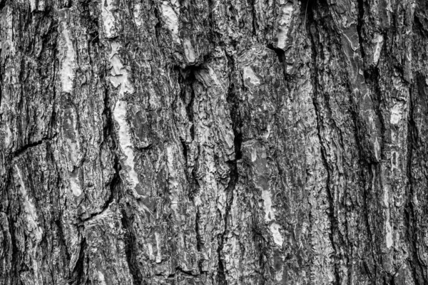 Fekete-fehér fa kéreg háttér, közelkép. Természetes textúra kéreg. Relief textúra fa kéreg kiadvány, képernyővédő, tapéta, képeslap, poszter, banner, borító, cím egy honlapon — Stock Fotó