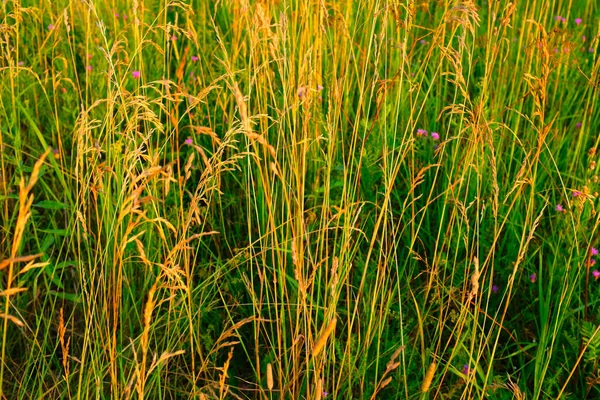 Zomerweide achtergrond, selectieve focus. Meerkleurig grasveld voor ontwerp of project. Meadowland textuur voor publicatie, ontwerp, poster, kalender, screensaver, wallpaper, banner, omslag, website — Stockfoto