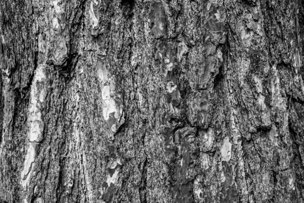 Fekete-fehér fa kéreg háttér, közelkép. Természetes textúra kéreg. Relief textúra fa kéreg kiadvány, képernyővédő, tapéta, képeslap, poszter, banner, borító, cím egy honlapon — Stock Fotó