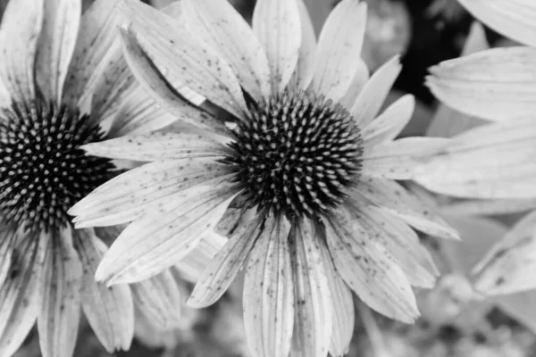 緑の背景に花弁を持つ灰色のエキナセアの花。ポスター、ブランディング、カレンダー、多色カード、バナー、カバー、ポスト、ウェブサイトのためのエキナセア植物。高品質の写真 — ストック写真