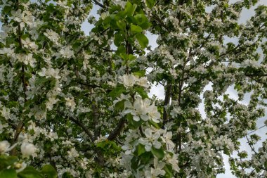 Çiçek açan elma ağacının dalları. Çiçek açan elma ağacı çiçekleri. Yayın için beyaz elma çiçekleri, tasarım, poster, takvim, post, ekran koruyucu, duvar kağıdı, kartpostal, afiş, kapak, web sitesi