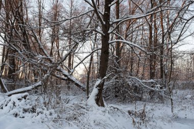 Karla kaplı köknar ağacı olan kış manzarası. Yayın, tasarım, poster, takvim, post, ekran koruyucu, duvar kağıdı, kartpostal, afiş, kapak, web sitesi için kış ormanı günbatımında